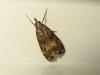 185896 – Photo : The Ghost Nightjar – France (56)