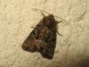 185897 – Photo : The Ghost Nightjar – France (56)
