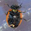 Coccinella septempunctata