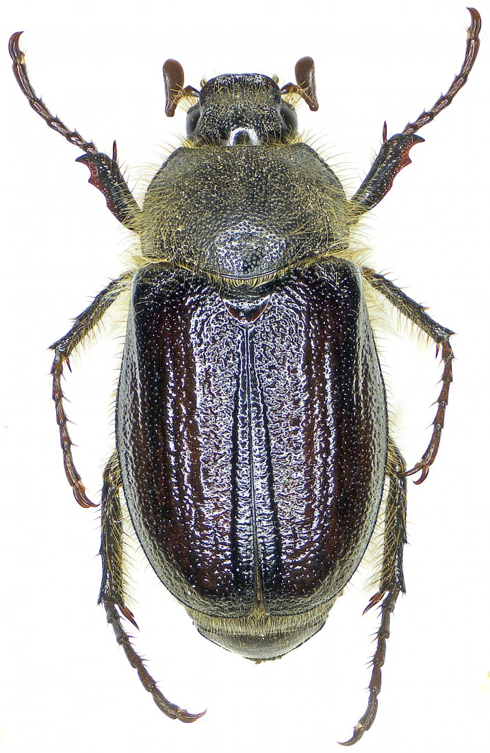 Patrick Deyroze - Amphimallon atrum - réf. 185685 (716 x 1100 pixels, 215 ko)