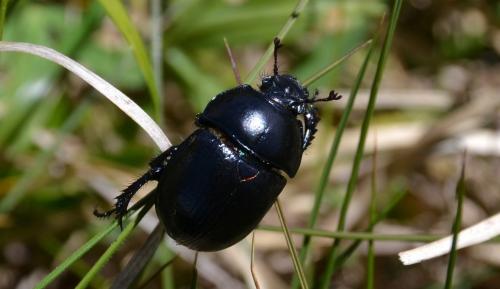 Anoplotrupes stercorosus