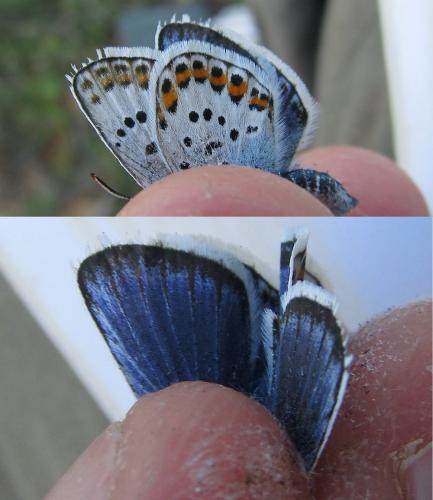 Plebejus argus
