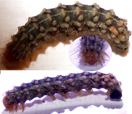 Diaphora mendica