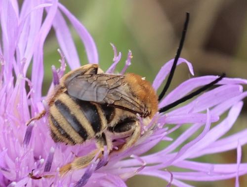 Réf. 186 243 : Tetraloniella sp.