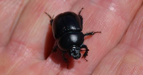 Anoplotrupes stercorosus