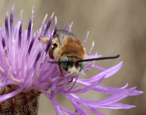 Réf. 186 239 : Tetraloniella sp.