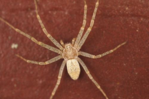 Philodromus sp.
