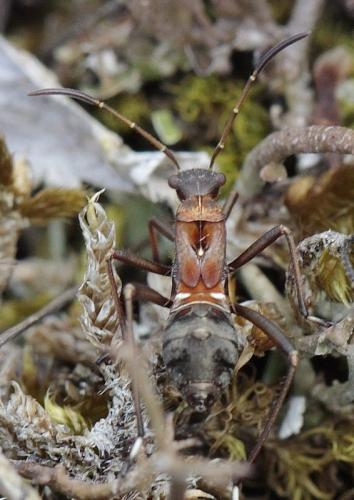 Réf. 186 327 : Alydus calcaratus