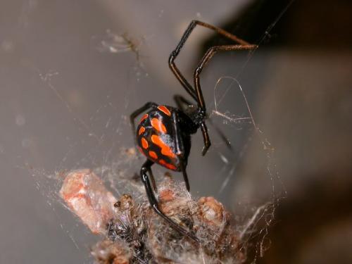 Latrodectus tredecimguttatus