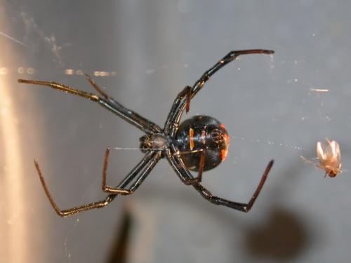 Latrodectus tredecimguttatus
