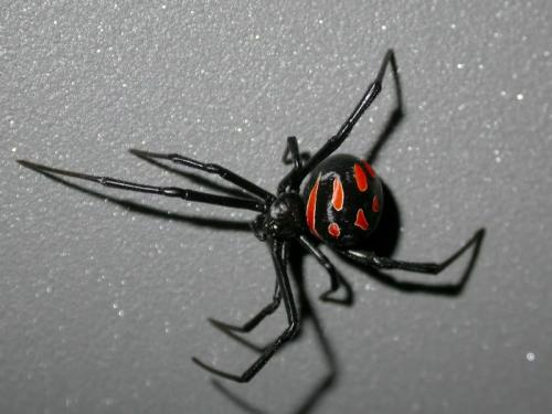 Latrodectus tredecimguttatus