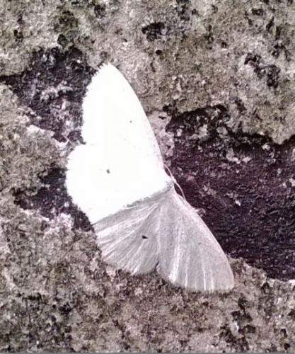Réf. 186 453 : Scopula sp.