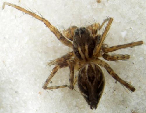Oxyopes heterophthalmus
