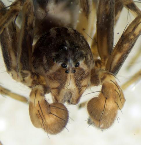 Oxyopes heterophthalmus