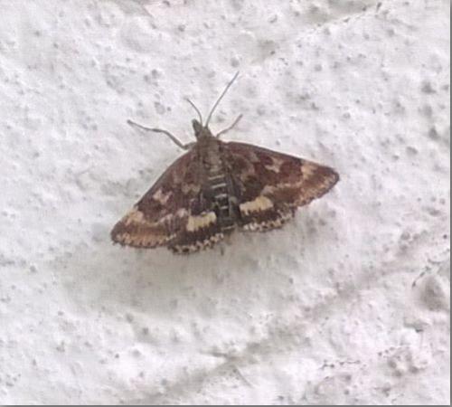 Pyrausta despicata
