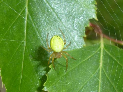 Araniella sp.