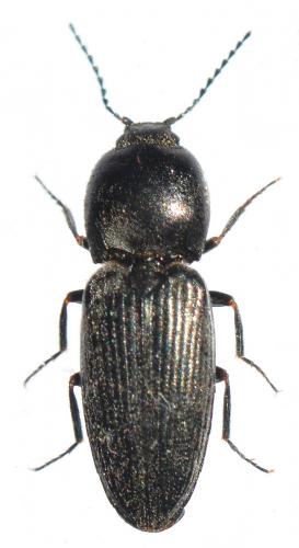Paracardiophorus musculus