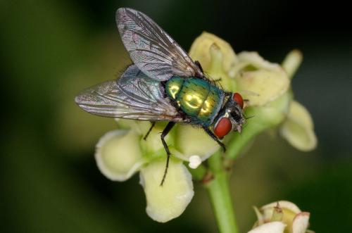 Lucilia sericata