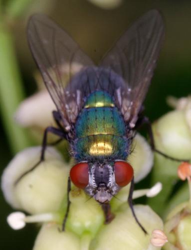 Réf. 186 889 : Lucilia sericata