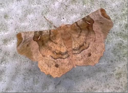 Selenia tetralunaria