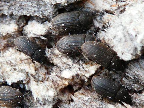 Réf. 186 820 : Mesomorphus sp.
