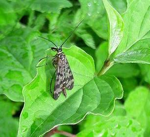 Panorpa vulgaris