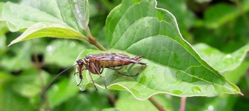Panorpa vulgaris