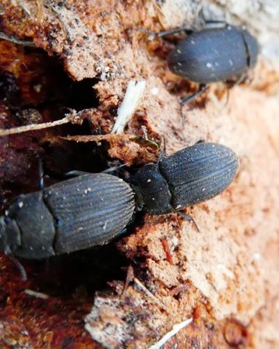 Mesomorphus sp.