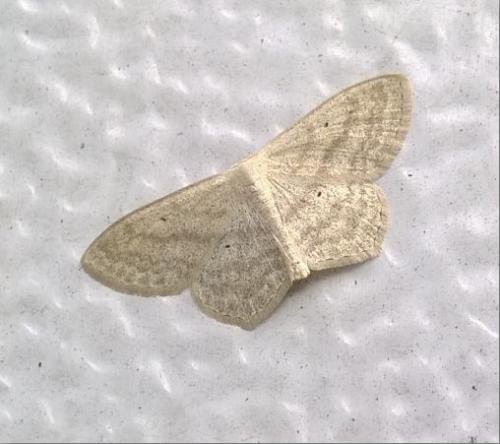 Réf. 186 454 : Scopula nigropunctata