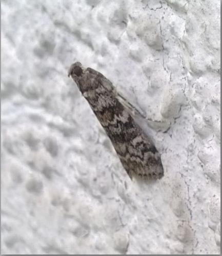 Réf. 186 971 : Dioryctria sp.