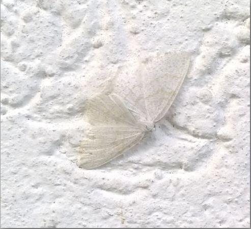 Réf. 186 455 : Cabera exanthemata