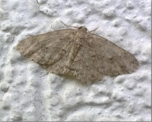 Réf. 186 972 : Ectropis crepuscularia