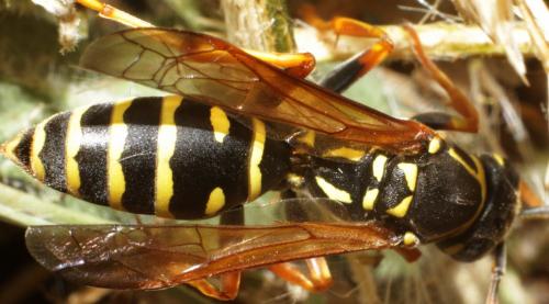 Réf. 186 159 : Polistes nimpha