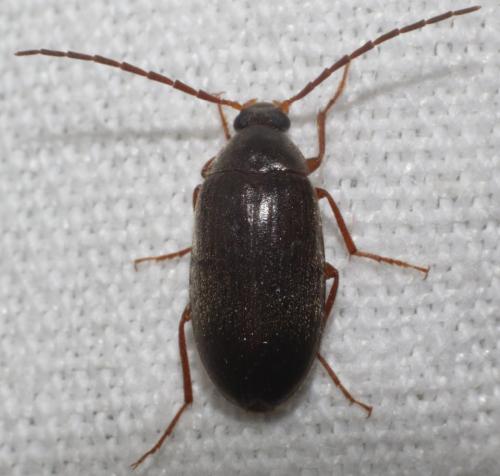 Hymenalia rufipes