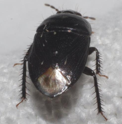 Réf. 186 255 : Geotomus elongatus
