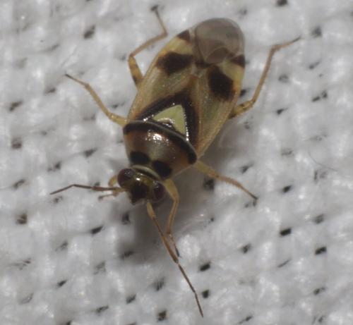 Réf. 186 153 : Orthops sp.