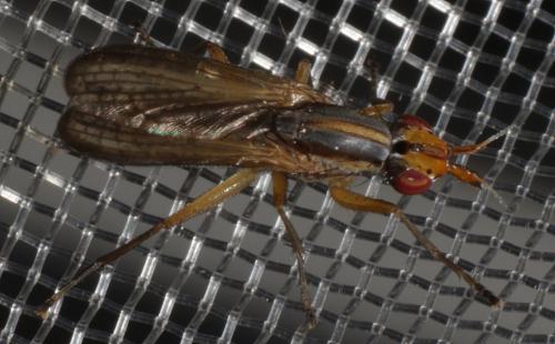 Réf. 186 156 : Limnia unguicornis