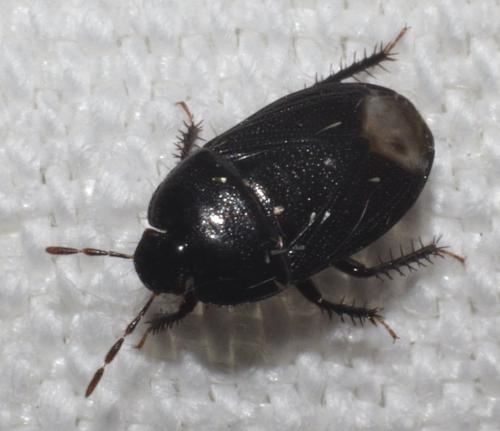 Réf. 186 160 : Geotomus elongatus