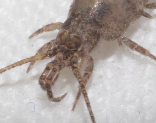 Lepismachilis targionii