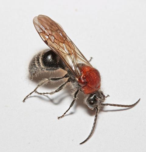 Réf. 186 585 : Smicromyrmini inconnu