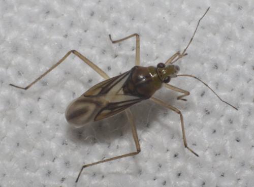 Mesovelia vittigera