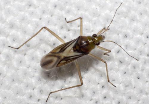 Mesovelia vittigera