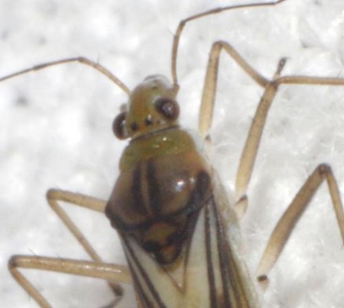 Réf. 186 993 : Mesovelia vittigera