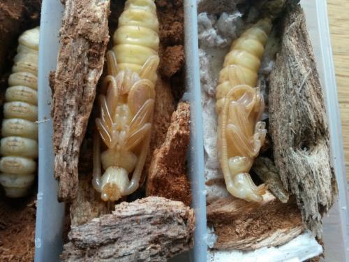 Réf. 186 512 : Aegosoma scabricorne