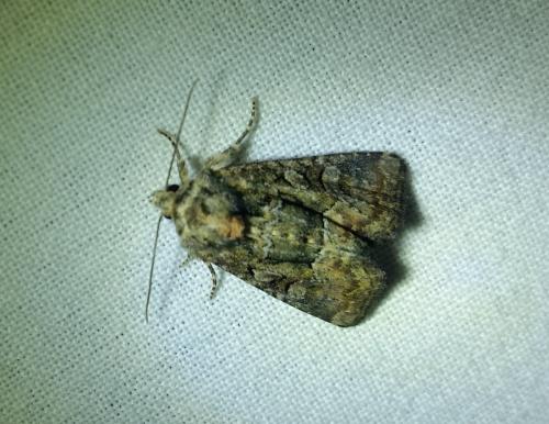 Oligia sp.