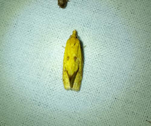 Réf. 186 193 : Agapeta hamana