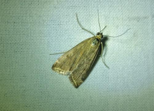 Loxostege sticticalis