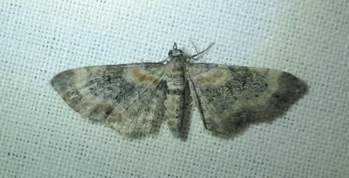 Réf. 186 124 : Eupithecia pyreneata