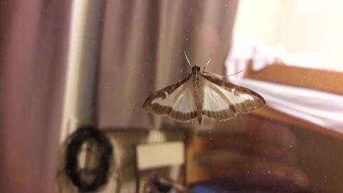 Cydalima perspectalis