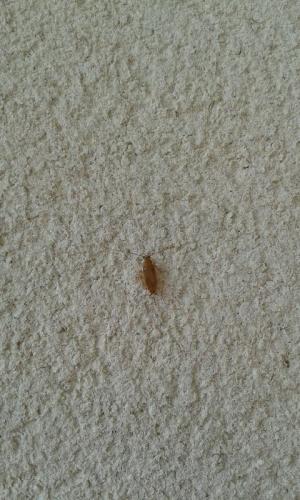 Ectobius sp.